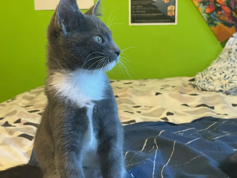 A baby medium-sized male Gray & White Domestic Short Hair cat named Kittitas and Salish for adoption in Seattle, WA