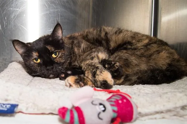 An adult large-sized female Domestic Short Hair cat named Ellie for adoption in Santa Monica, CA