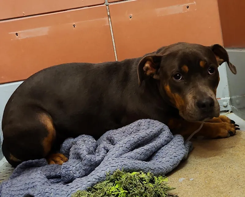 A young large-sized female Staffordshire Bull Terrier dog named Hilton for adoption in Houston, TX