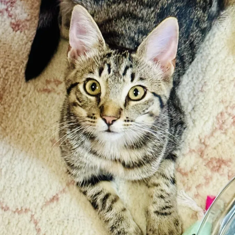 A baby small-sized female Domestic Short Hair cat named Patty for adoption in Cumming, GA