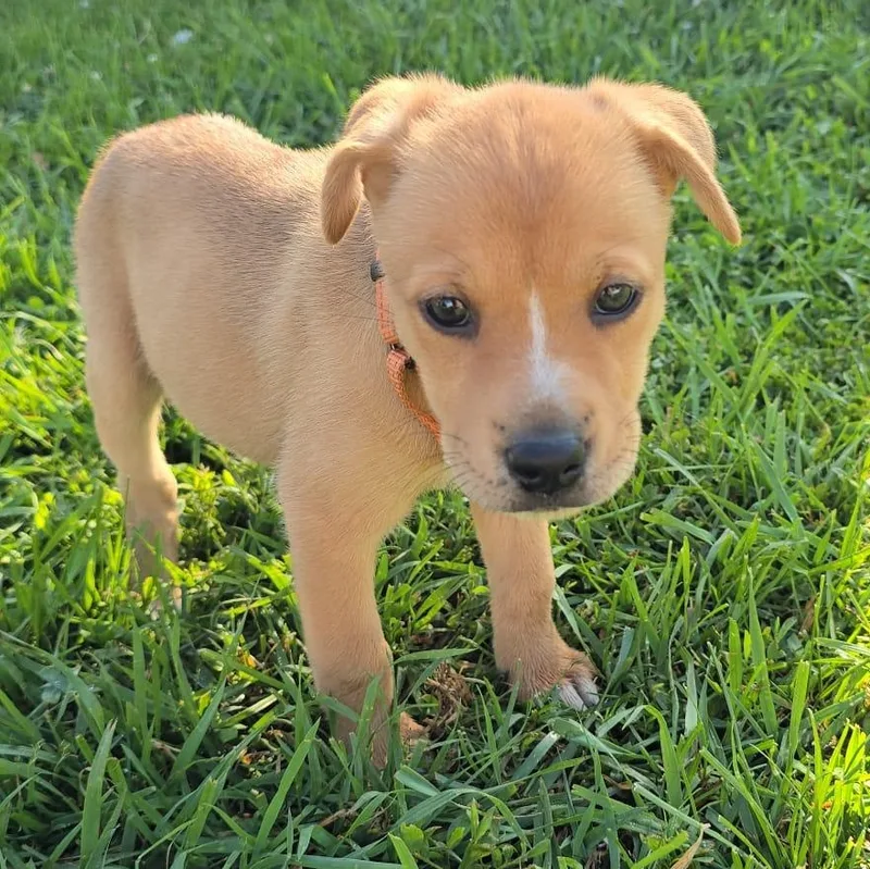 A baby medium-sized male German Shepherd Dog dog named Gregory for adoption in Houston, TX