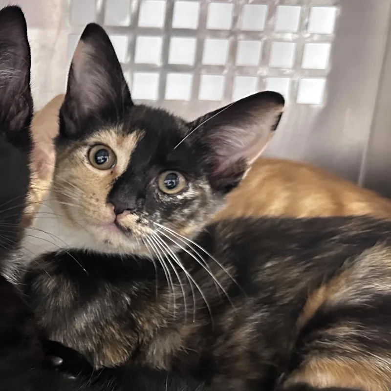 A baby small-sized female Tortoiseshell Domestic Short Hair cat named Dottie for adoption in Mount Vernon, IN