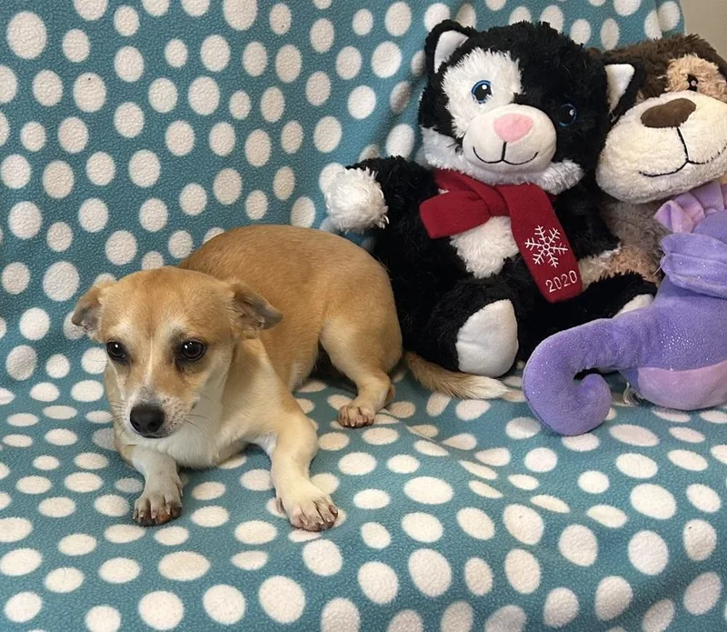 A young small-sized male Chihuahua dog named Calloway for adoption in Cedartown, GA