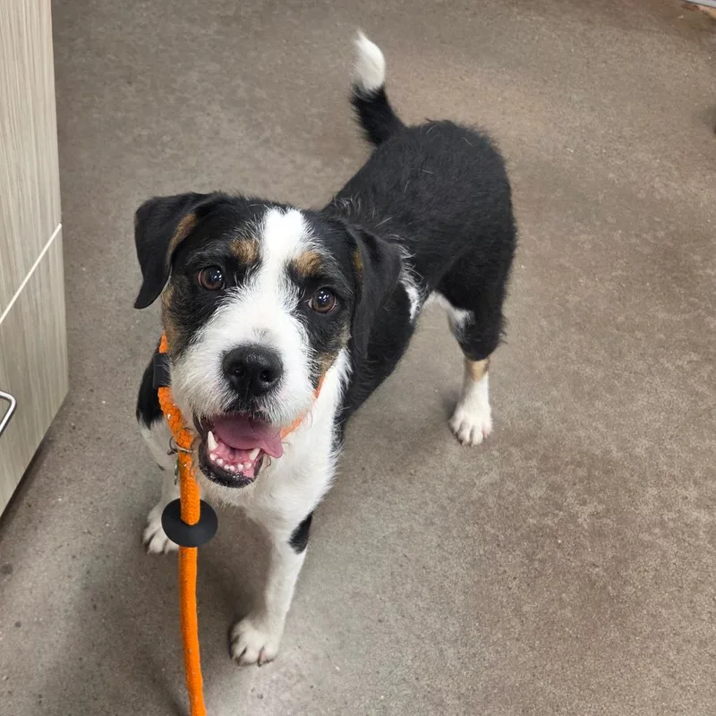 A young medium-sized female Black Standard Schnauzer dog named Bella for adoption in Chattanooga, TN