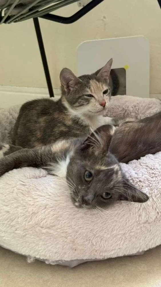 A baby small-sized female Domestic Short Hair cat named Sakura for adoption in Hudson, NH