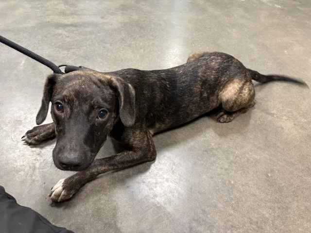 A young medium-sized male Hound dog named Don for adoption in Panama City, FL