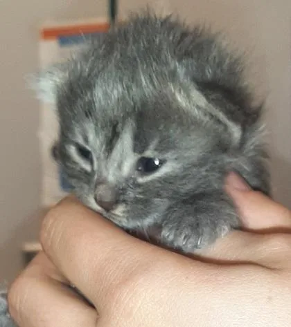 A baby small-sized male Domestic Medium Hair cat named Dustin for adoption in Gastonia, NC