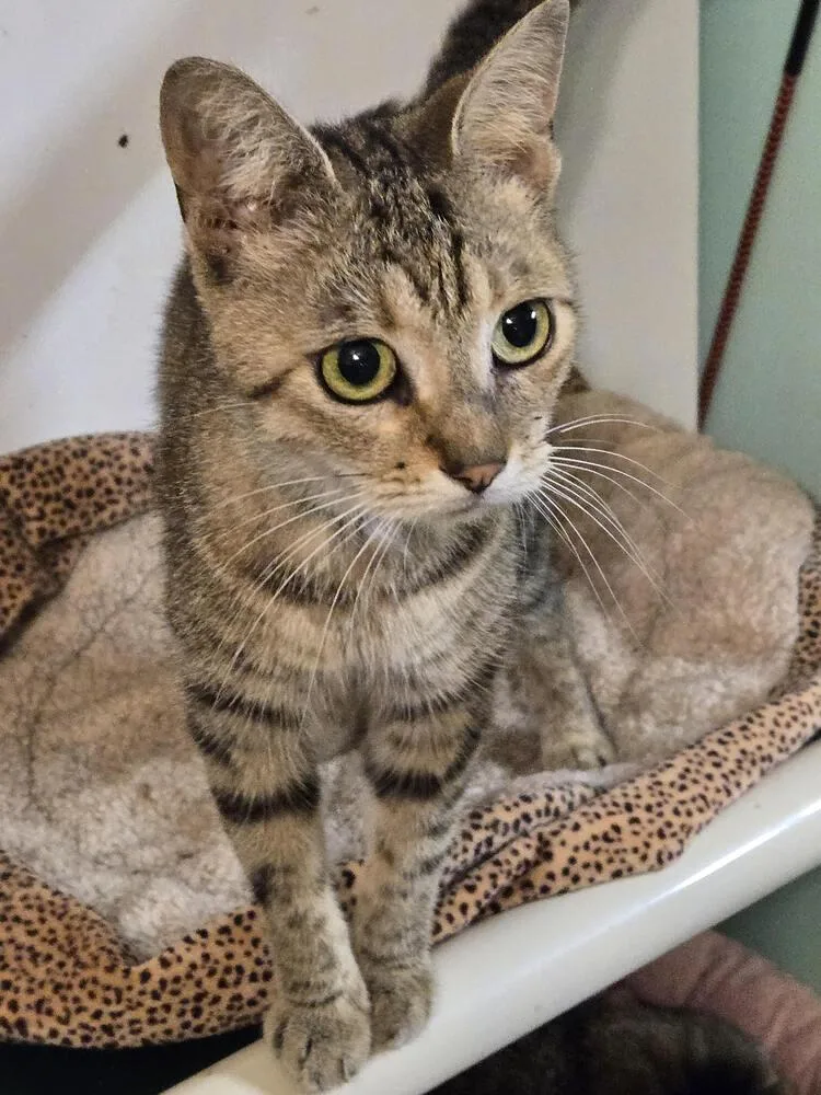 A baby small-sized female Tabby (Brown / Chocolate) Domestic Short Hair cat named Winter for adoption in Hudson, NH