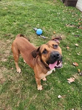 An adult large-sized male Pit Bull Terrier dog named Sneasel for adoption in Cleveland, OH