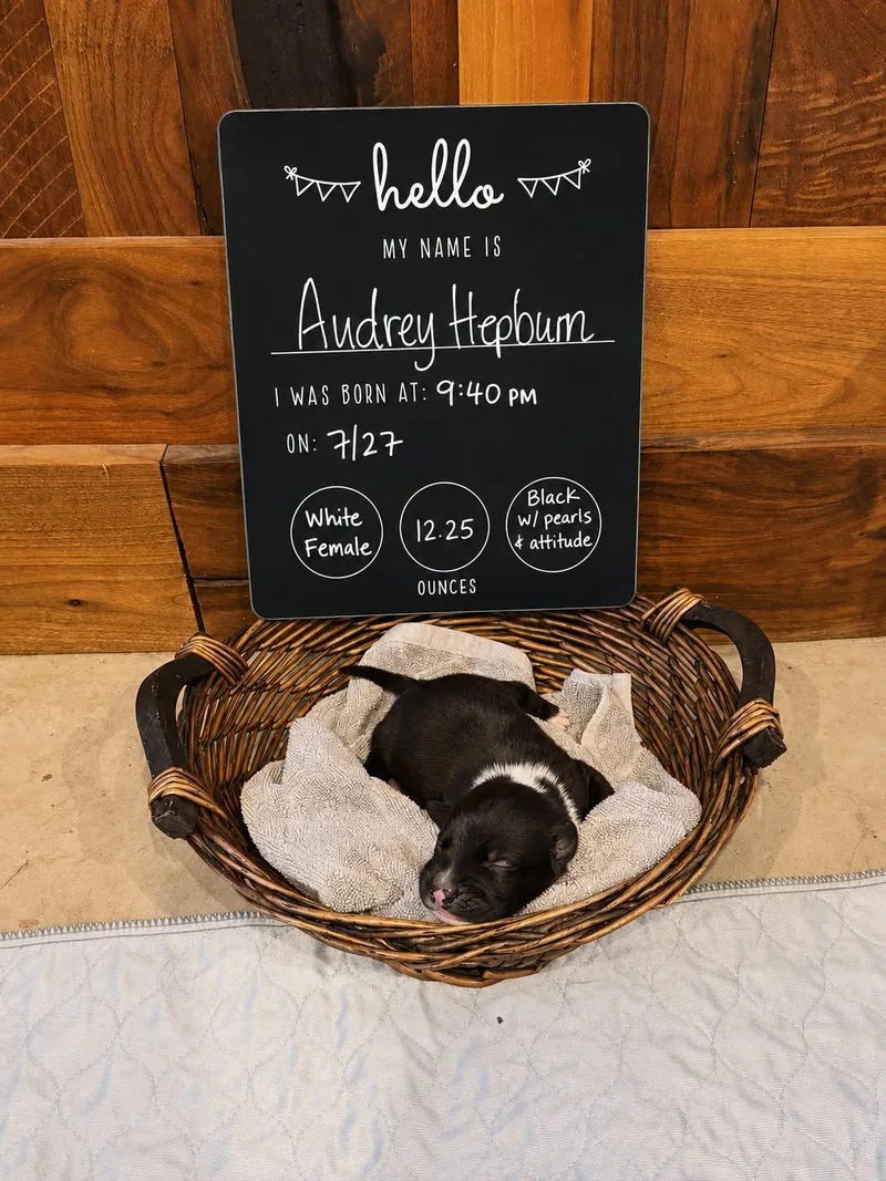 A baby large-sized female Mixed Breed dog named Audrey Hepburn for adoption in Memphis, TN