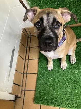 A baby medium-sized female Mastiff dog named Dalia for adoption in Gainesville, FL