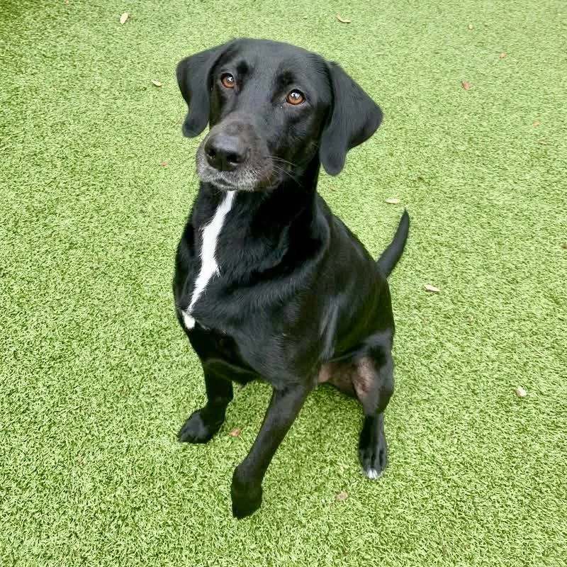 An adult medium-sized female Labrador Retriever dog named Seattle for adoption in Hilton Head Island, SC