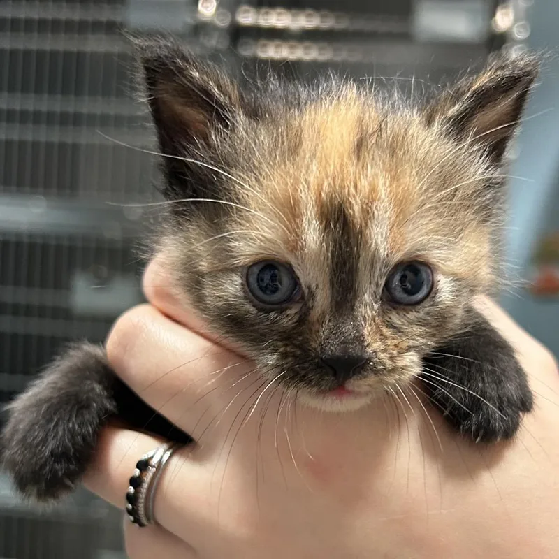 A baby small-sized female Tortoiseshell Domestic Short Hair cat named Moss for adoption in Chattanooga, TN