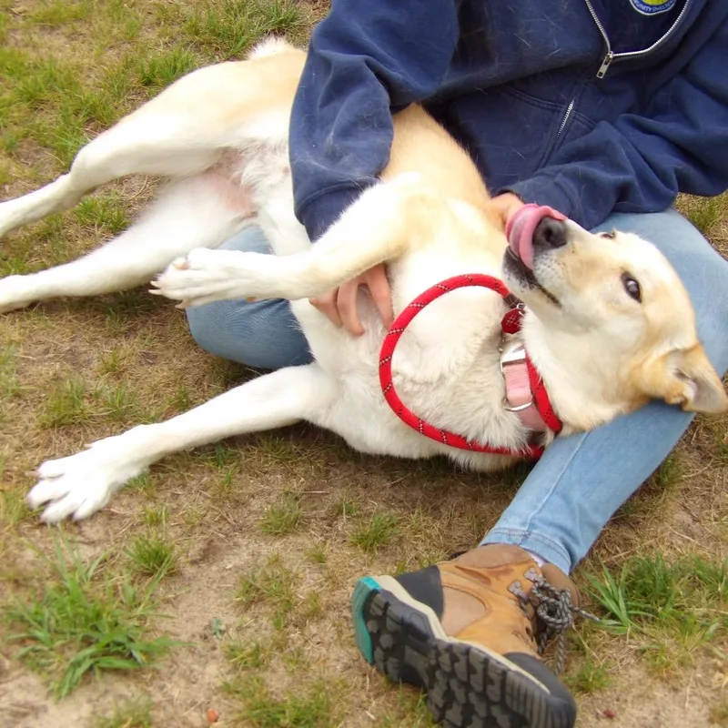 A young medium-sized female Yellow / Tan / Blond / Fawn Mixed Breed dog named Gouda for adoption in Newark, NJ