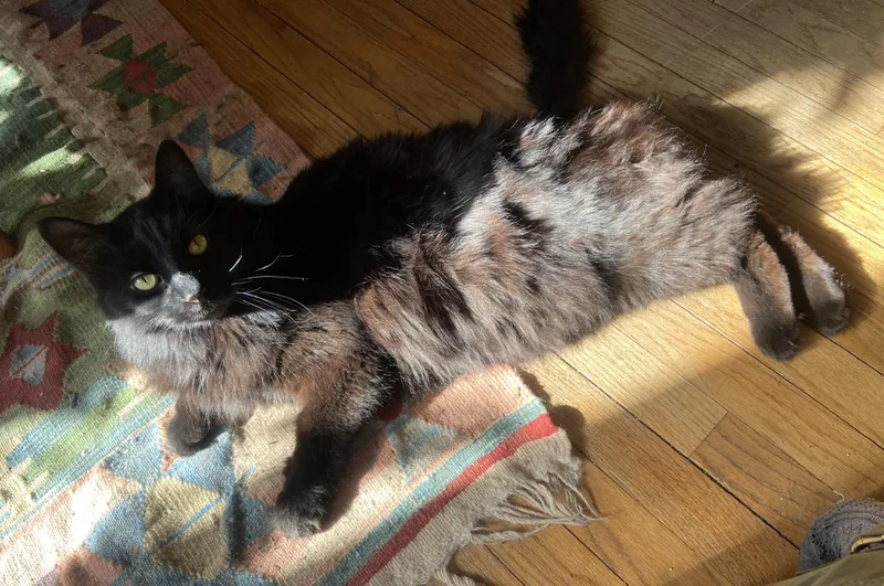An adult large-sized male Black Domestic Long Hair cat named Little Boy for adoption in Amherst, MA