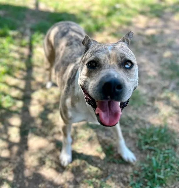 An adult large-sized female Pit Bull Terrier dog named Aries for adoption in Riverside, CA