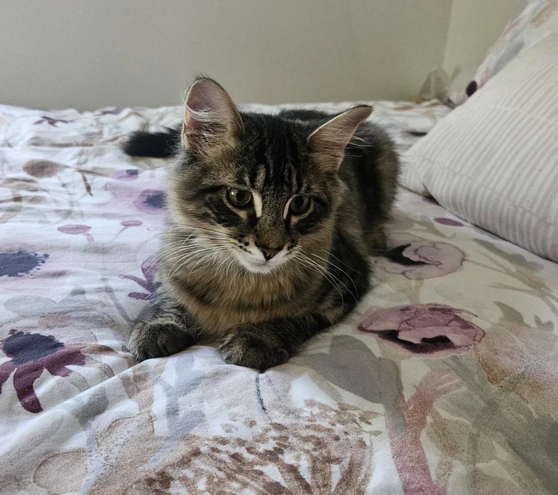 A baby medium-sized male Domestic Long Hair cat named Friday for adoption in Wheaton, IL