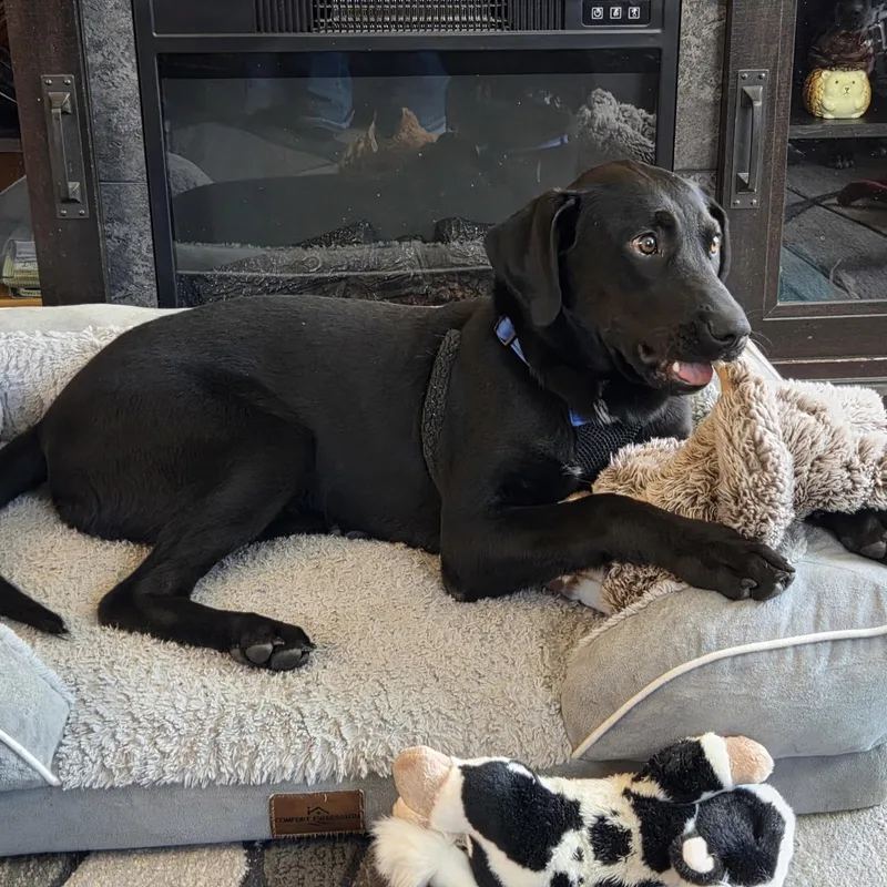 A baby medium-sized male Black Labrador Retriever dog named Gibbs for adoption in Prior Lake, MN