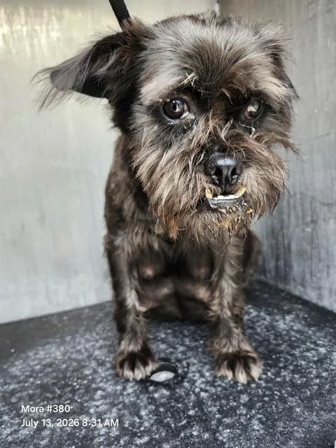 An adult small-sized female Terrier dog named Bonita for adoption in San Antonio, TX