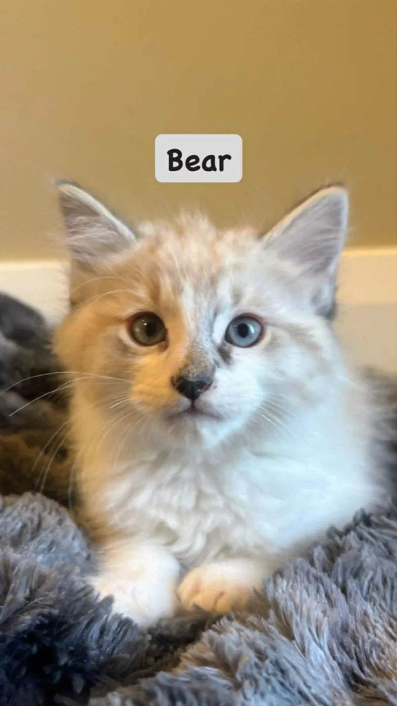 Bear