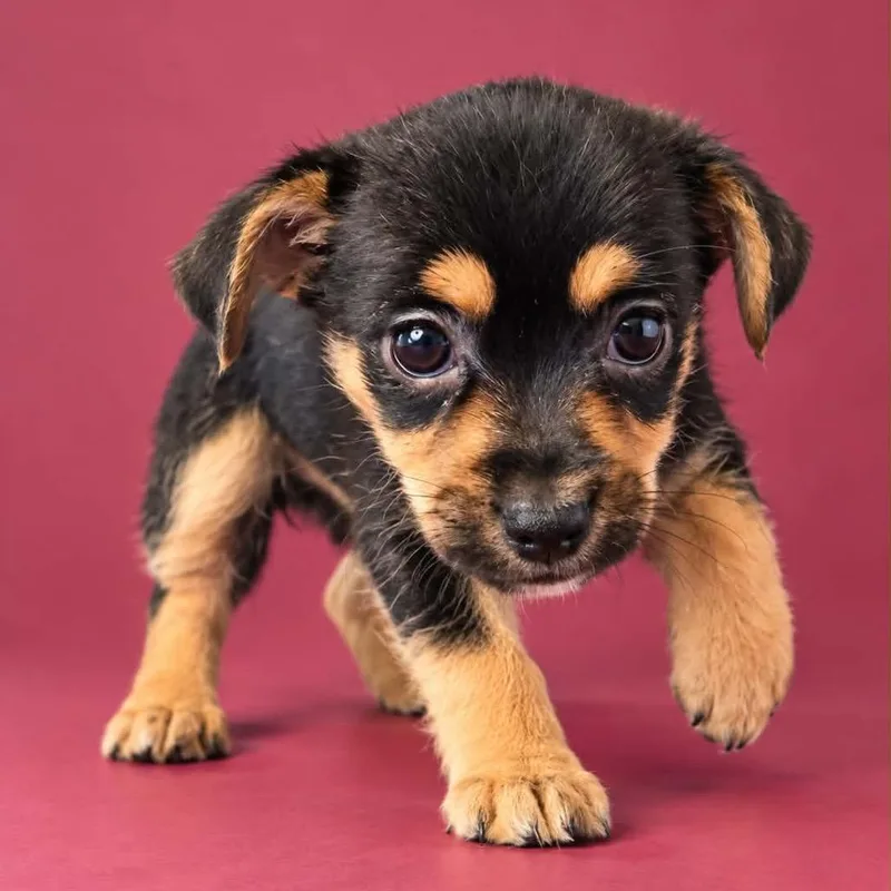 A baby small-sized female Black Chihuahua dog named Booberry for adoption in Newport, TN