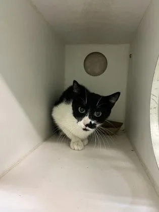 An adult small-sized female Domestic Short Hair cat named Dottie for adoption in Mansfield, TX