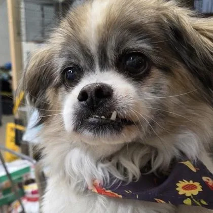 An adult small-sized male Papillon dog named Sweetums for adoption in Merriam, KS