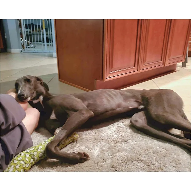A young large-sized male Greyhound dog named Nigel for adoption in Tarpon Springs, FL