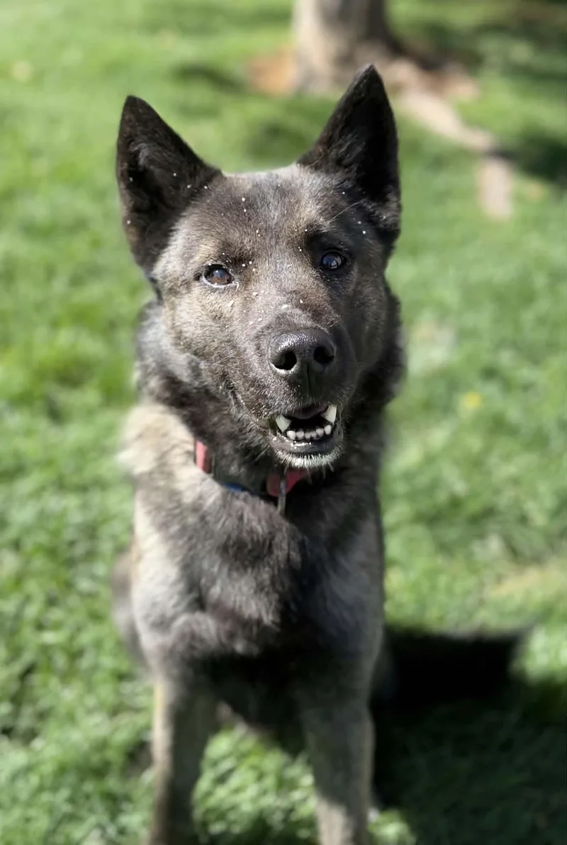 Fenrir