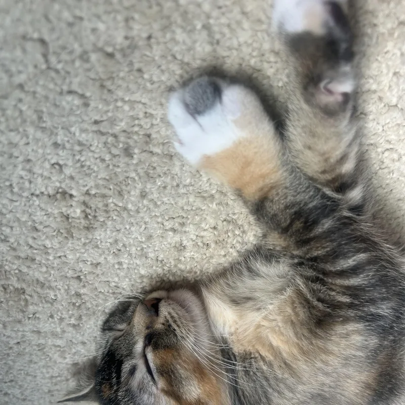 A baby small-sized female Dilute Calico Domestic Short Hair cat named Bagel for adoption in Portland, OR