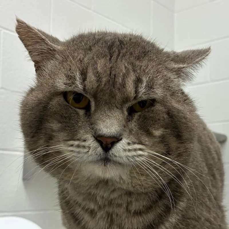 An adult large-sized male Gray / Blue / Silver Domestic Short Hair cat named Tommy Mills for adoption in Corpus Christi, TX