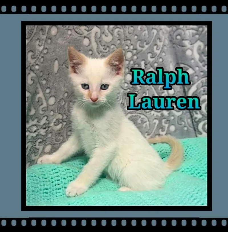 A baby small-sized male Domestic Short Hair cat named Ralph Lauren for adoption in Jacksonville, IL