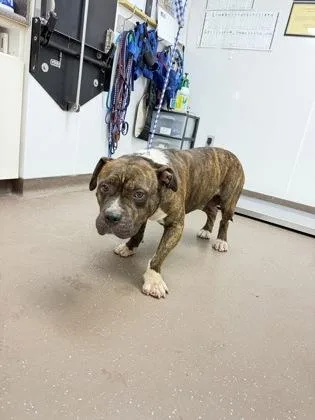 An adult extra large-sized male American Staffordshire Terrier dog named Big Foot for adoption in South Bend, IN
