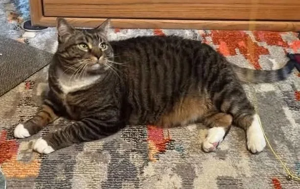 An adult large-sized female Tabby (Brown / Chocolate) Tabby cat named Bonnie for adoption in Anchorage, AK