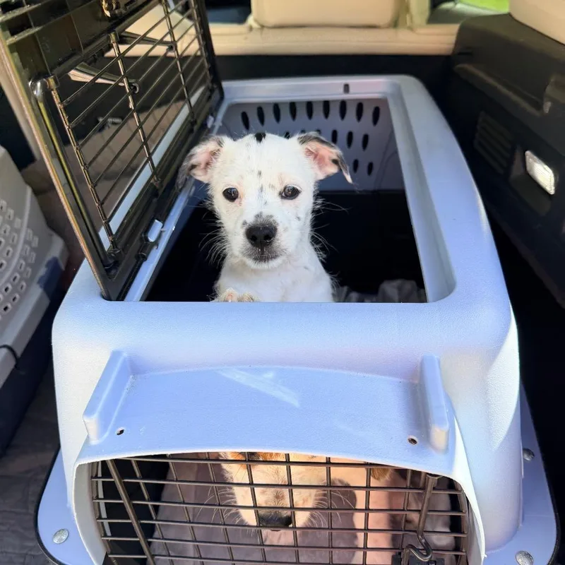 A baby small-sized male White / Cream Chihuahua dog named Morel for adoption in Saint John, IN