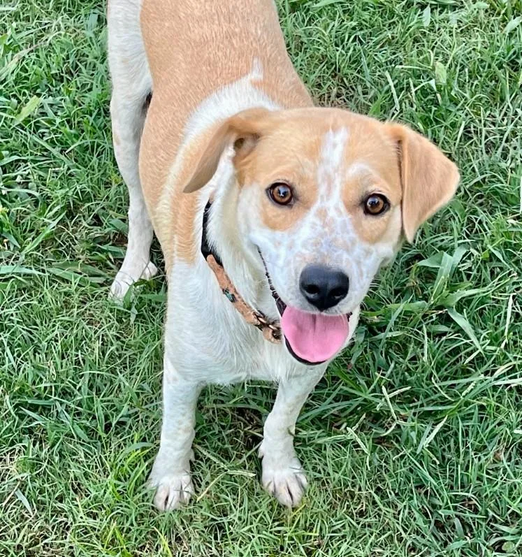 An adult medium-sized female Apricot / Beige Australian Shepherd dog named Strawberry for adoption in Joppa, AL
