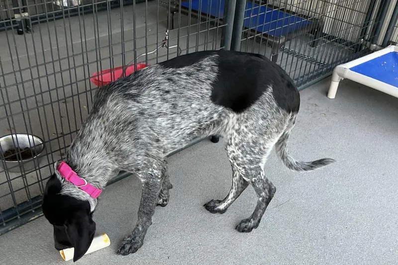 A young medium-sized female German Shorthaired Pointer dog named Tina for adoption in thomson, GA