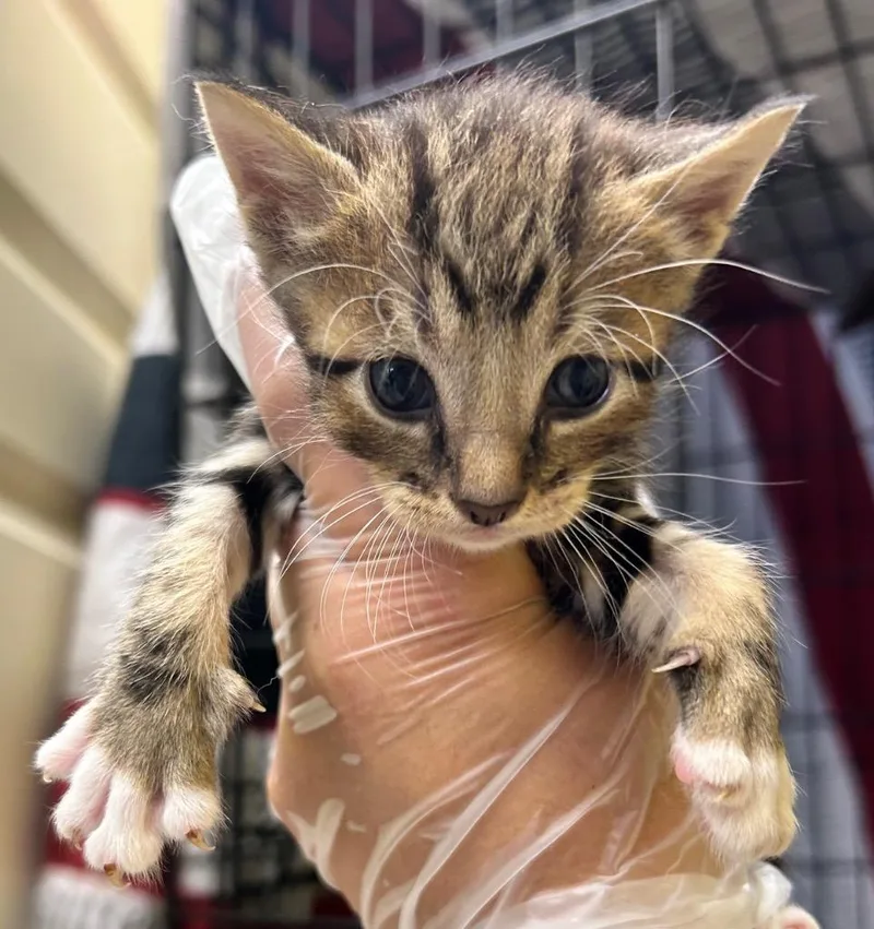 A baby small-sized male Domestic Short Hair cat named Bruno for adoption in Corpus Christi, TX