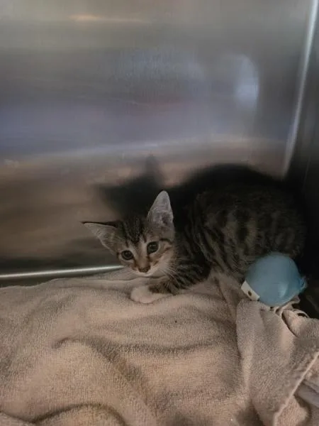 A baby small-sized male Domestic Short Hair cat named Chandler for adoption in Cleveland, TN