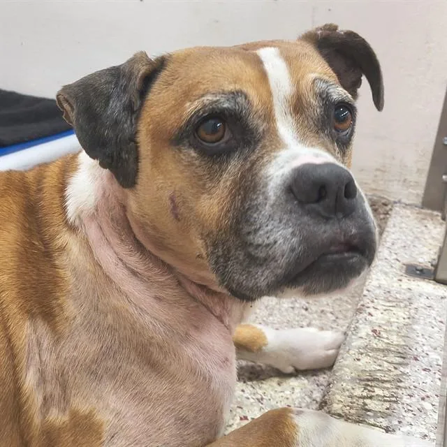 An adult medium-sized female American Bulldog dog named Trixie for adoption in Tucson, AZ