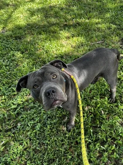 An adult large-sized male Mixed Breed dog named Fred for adoption in Vero Beach, FL