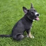 A baby small-sized female Terrier dog named Love Bug for adoption in Woodstock, IL