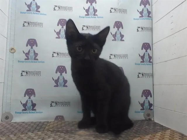 A baby small-sized female Domestic Short Hair cat named Voidbringer for adoption in Orlando, FL