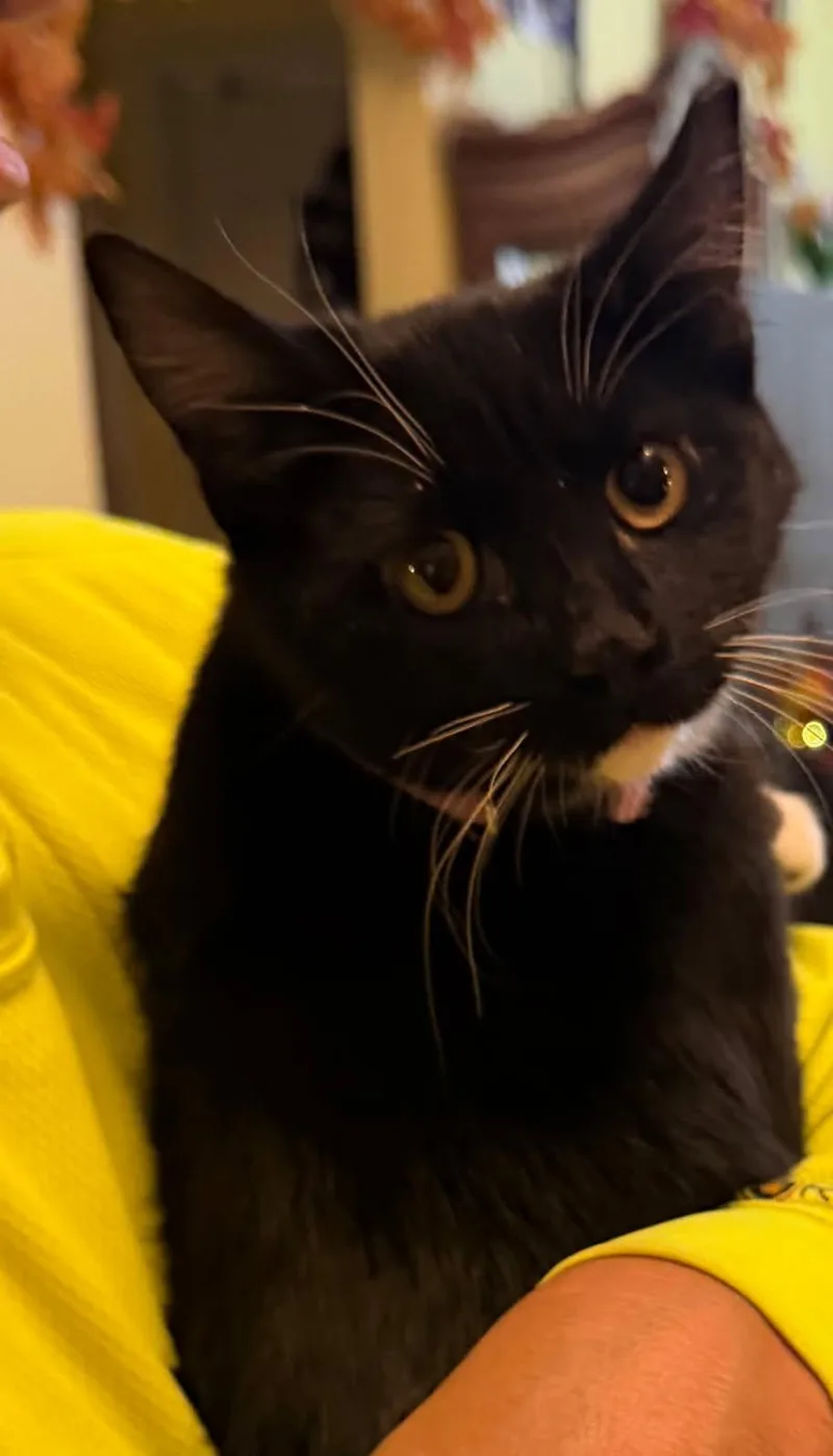 A baby small-sized female Domestic Short Hair cat named Esme for adoption in Heyburn, ID