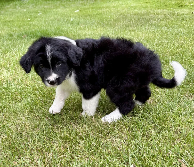 Harper