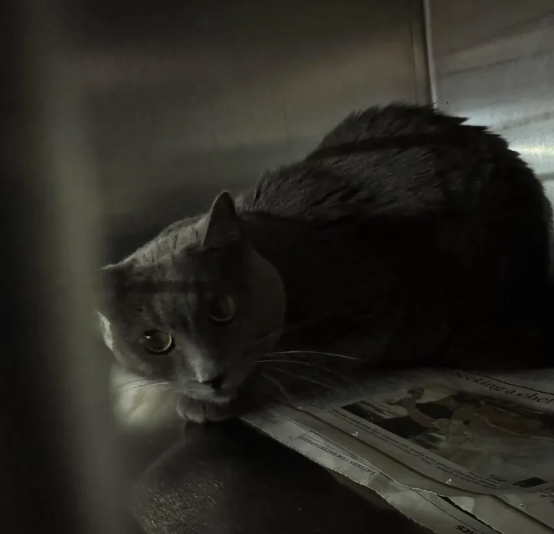 A senior small-sized female Domestic Short Hair cat named Claire for adoption in Los Angeles, CA