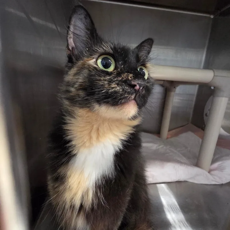 An adult small-sized female Domestic Long Hair cat named Estelle for adoption in Sand Springs, OK