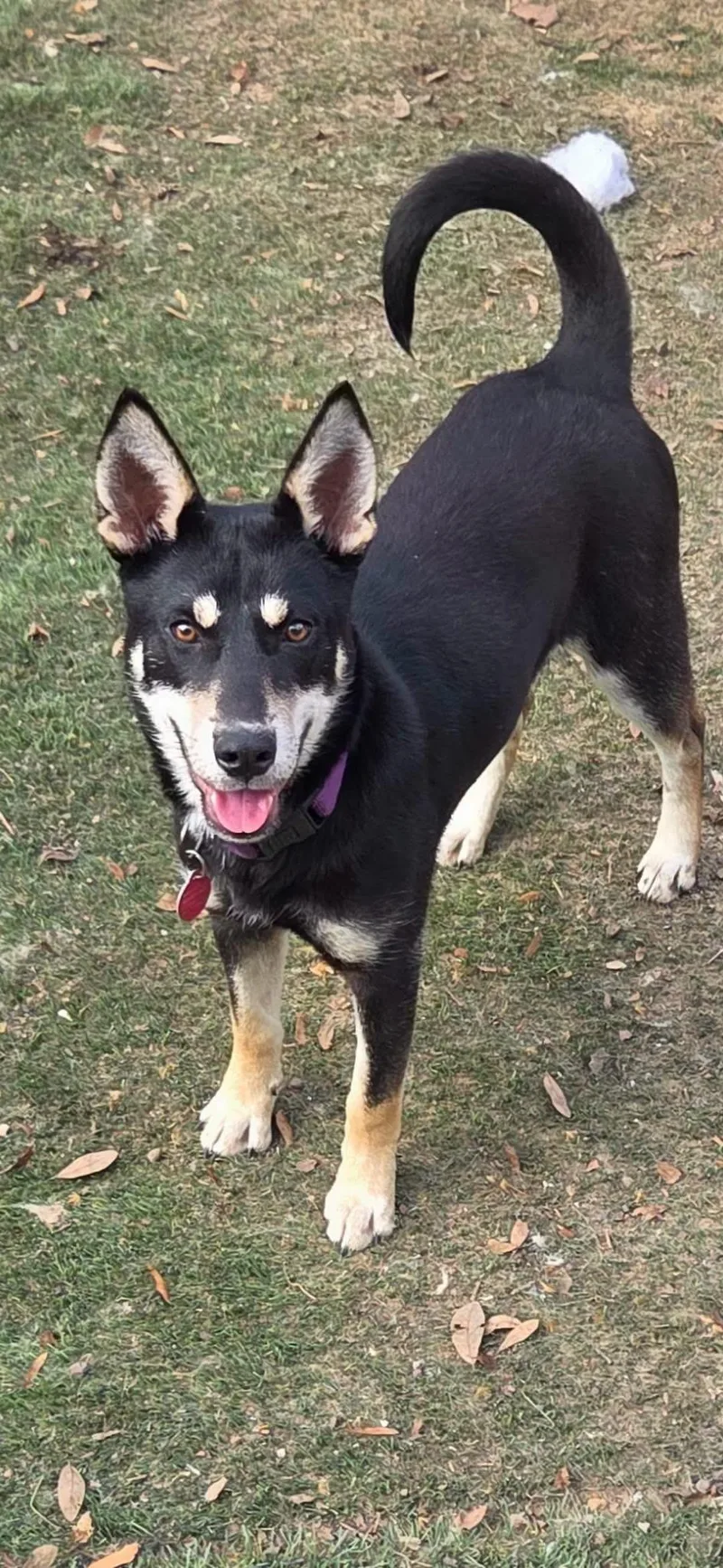 A young medium-sized female Siberian Husky dog named Aurora for adoption in Lakeland, FL