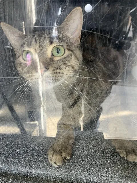 An adult small-sized female Domestic Short Hair cat named Miku for adoption in Dallas, TX