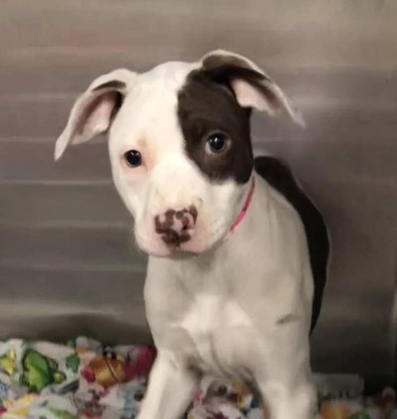 A baby medium-sized female White / Cream Labrador Retriever dog named Chip for adoption in Parma, OH